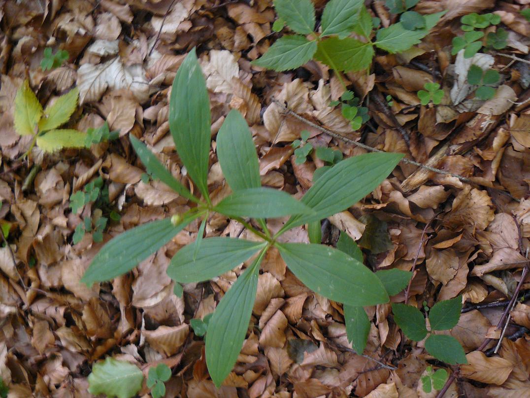 paris quadrifolia ?